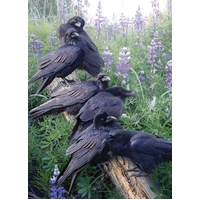 Cobble Hill - Raven Rendezvous Puzzle 1000pc