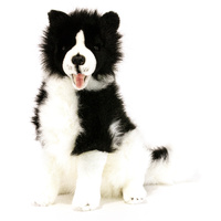 Bocchetta - Tommy Border Collie Sitting Plush Toy 35cm