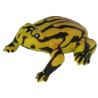 Science & Nature - Corroboree Frog