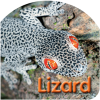 Steve Parish - Board Books - Lizard