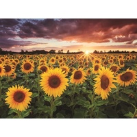 Anatolian - Field of Sunflowers Puzzle 1000pc