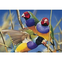 Blue Opal - Australian Geographic Gouldian Finches Puzzle 1000pc