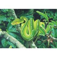 Blue Opal - Australian Geographic Green Tree Python Puzzle 1000pc