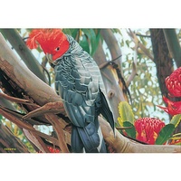 Blue Opal - Australian Geographic Gang-Gang Cockatoo Puzzle 1000pc
