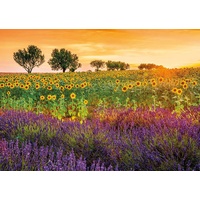 Educa - Field of Sunflowers and Lavender Puzzle 1500pc