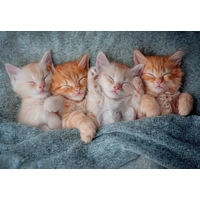 Castorland - The Sweetest Kittens Puzzle 1000pc