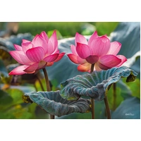 Cherry Pazzi - Pink Lotus Flowers Puzzle 500pc