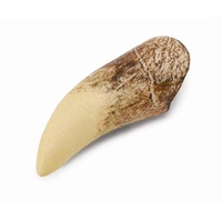 Collecta - Tyrannosaurus Rex - Tooth Replica 89281