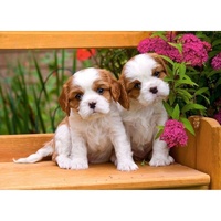 Castorland - Spaniel Puppies Puzzle 120pc (damaged box)