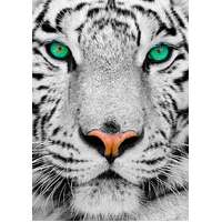 Enjoy - White Siberian Tiger Puzzle 1000pc