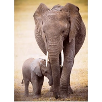 Eurographics - Elephant & Baby Puzzle 1000pc