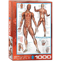 Eurographics - The Muscular System Puzzle 1000pc