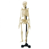 Edu Toys - Mini Skeleton 46cm
