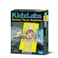 4M - Human Torso