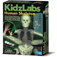 4M - Glow Human Skeleton
