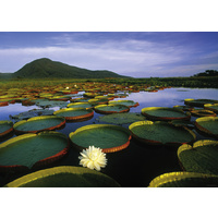 Heye - Von Humboldt, Victoria Lily Puzzle 1000pc