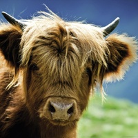 Heye - Highland Cow Puzzle 1000pc