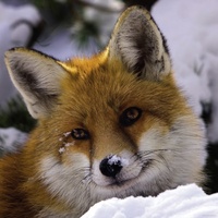 Heye - Fox Puzzle 1000pc