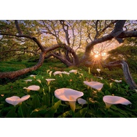 Heye - Magic Forests, Calla Clearing Puzzle 1000pc