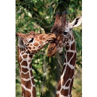 Jumbo - Artis, Giraffes Puzzle 1000pc