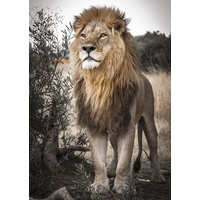 Jumbo - Proud Lion Puzzle 500pc