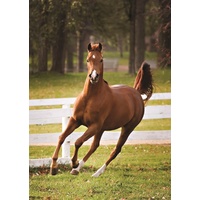 Jumbo - Playful Foal Puzzle 500pc