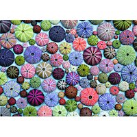 Piatnik - Sea-Urchin Shells Puzzle 1000pc