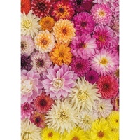 Piatnik - Dahlias Puzzle 1000pc