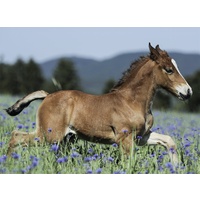 Ravensburger - Colt in the Field Puzzle 150pc