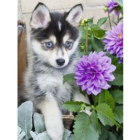 Ravensburger - Cute Husky Large Format Puzzle 500pc