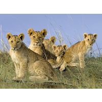 Ravensburger - Lion Babies Puzzle 500pc
