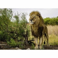 Ravensburger - King of the Lions Puzzle 1000pc