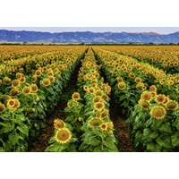 Ravensburger - Fields of Gold Puzzle 1000pc