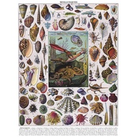 New York Puzzle Company - Mollusks Shells Puzzle 1000pc