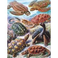 New York Puzzle Company - Turtles Puzzle 1000pc