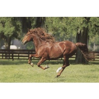 Trefl - At A Gallop Puzzle 1000pc