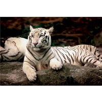 Trefl - Bengal Tiger Puzzle 1500pc