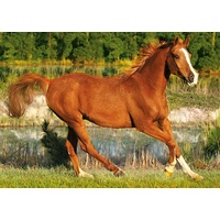 Trefl - The Beauty of Gallop Puzzle 500pc