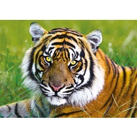 Trefl - Tiger Puzzle 500pc