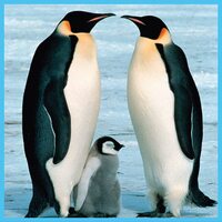 WWF - Baby Penguins Puzzle 100pc