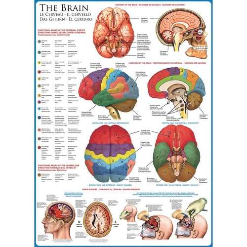 Eurographics - The Brain Puzzle 1000pc