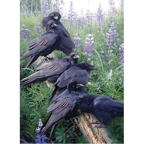 Cobble Hill - Raven Rendezvous Puzzle 1000pc