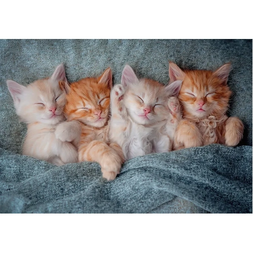Castorland - The Sweetest Kittens Puzzle 1000pc