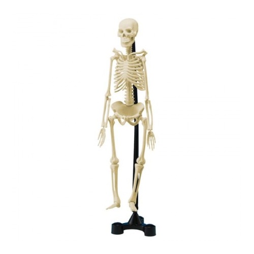 Edu-Toys - Mini Skeleton 46cm