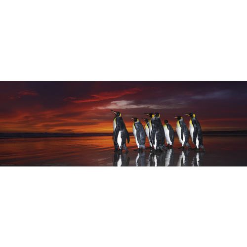 Heye - King Penguins Panorama Puzzle 1000pc