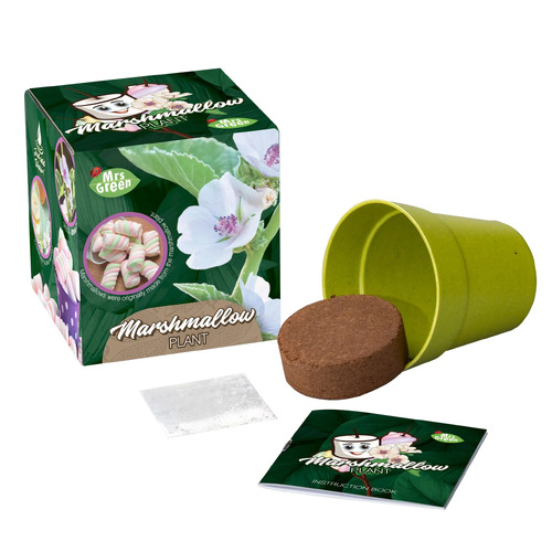Mrs Green - Marshmallow Plant
