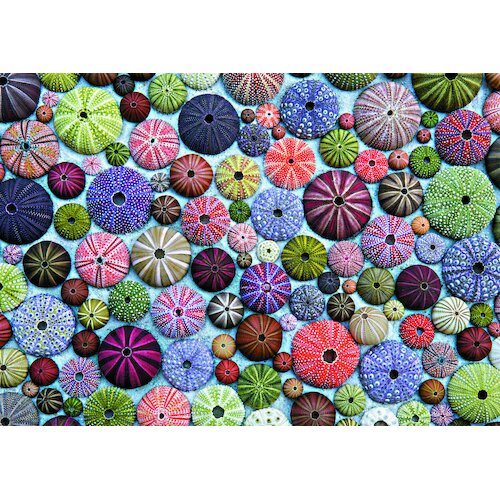 Piatnik - Sea-Urchin Shells Puzzle 1000pc