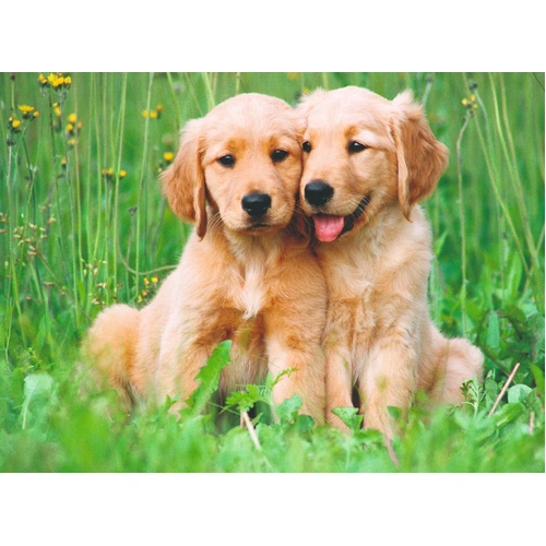 Ravensburger - The Golden Retriever Brothers Puzzle 500pc