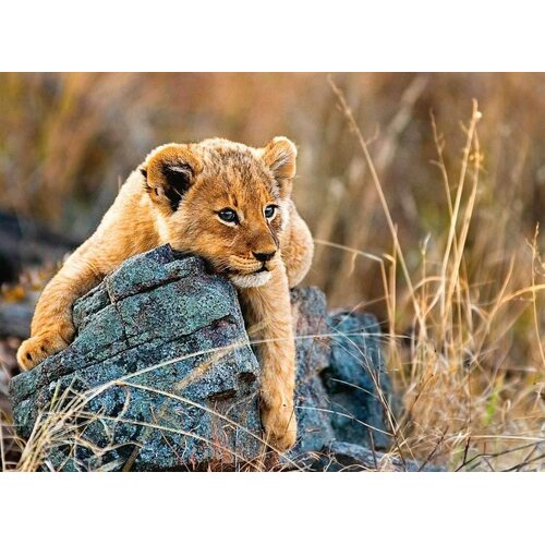 Ravensburger - Little Lion Puzzle 200pc